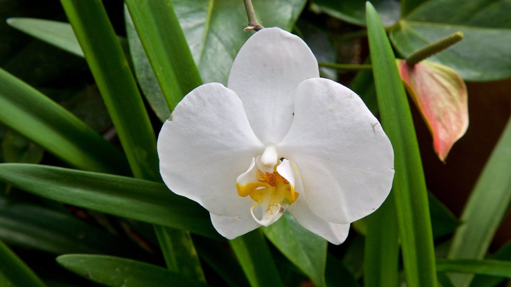 Des Moines Botanical Center que incluye flores silvestres