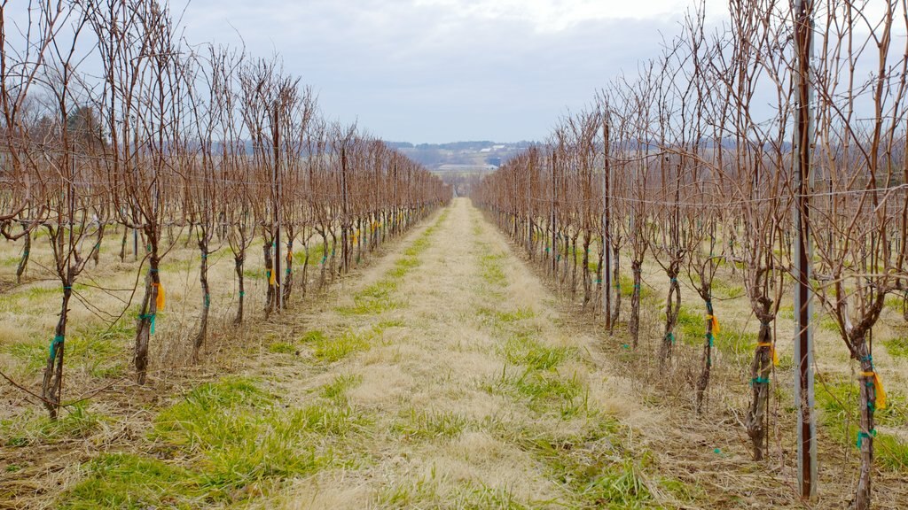 Boordy Vineyards som viser åkre og landskap