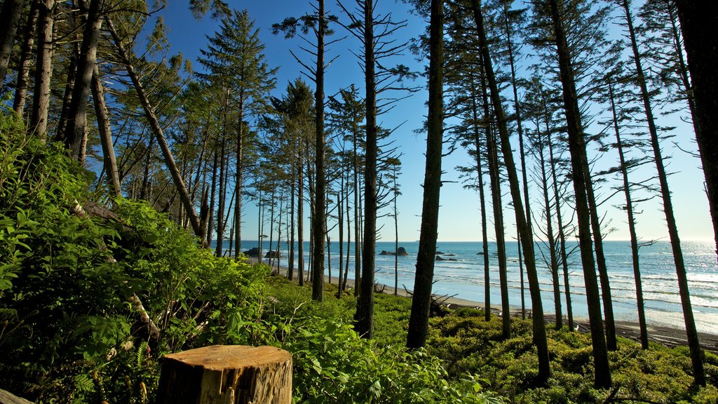 Parque Nacional Olympic ofreciendo vistas generales de la costa, vistas de paisajes y bosques