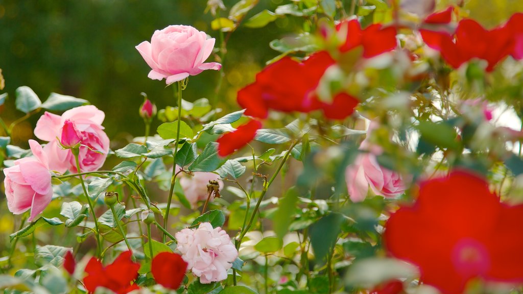 Sitio histórico nacional Martin Luther King Jr. mostrando flores y flores silvestres