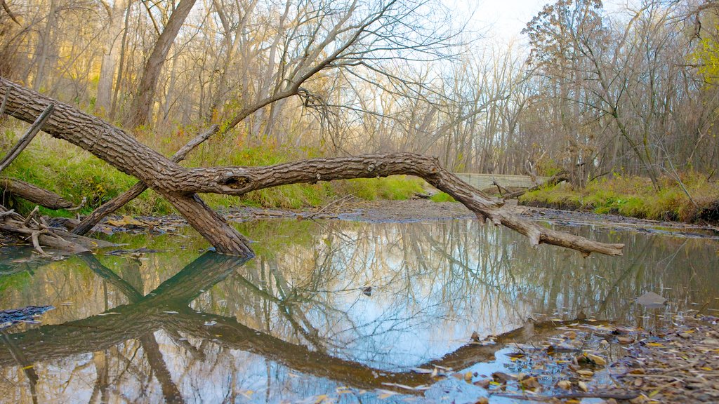 Minnehaha Park which includes autumn leaves, a pond and landscape views