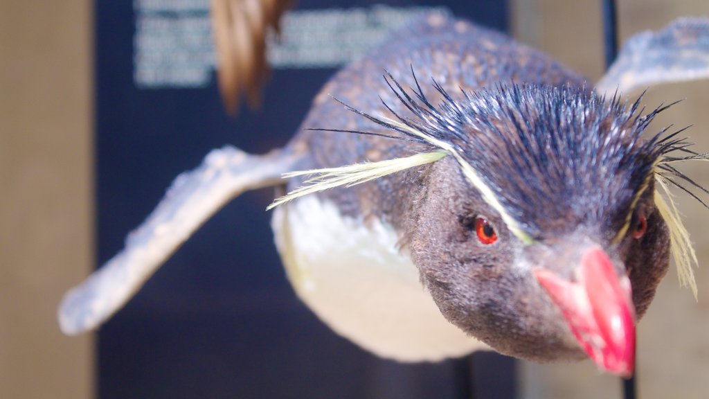 Detroit Zoo mostrando vida das aves e animais de zoológico