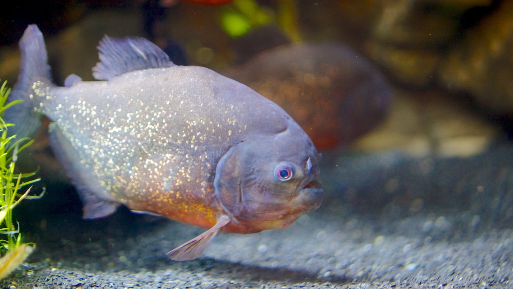 Loveland Living Planet Aquarium which includes marine life