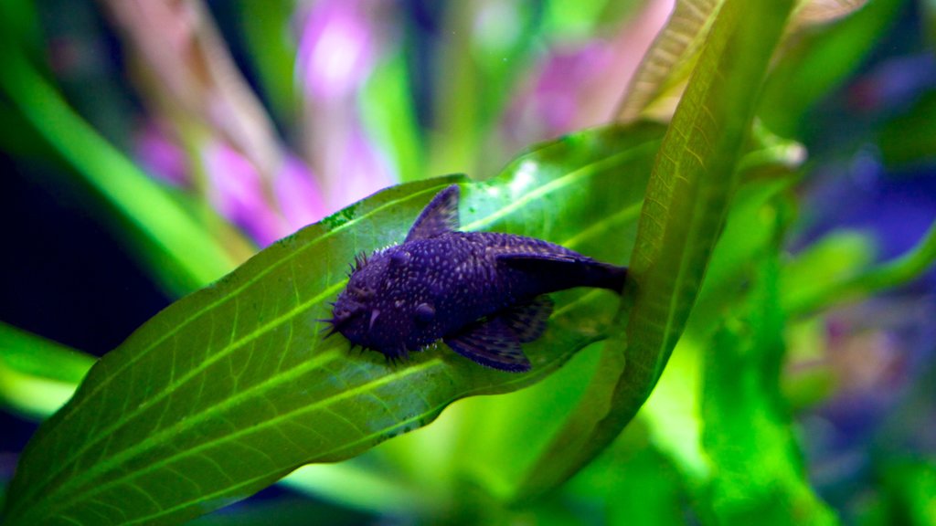 Living Planet Aquarium mostrando vida marinha