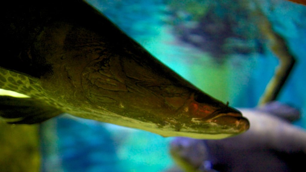 Living Planet Aquarium caracterizando vida marinha