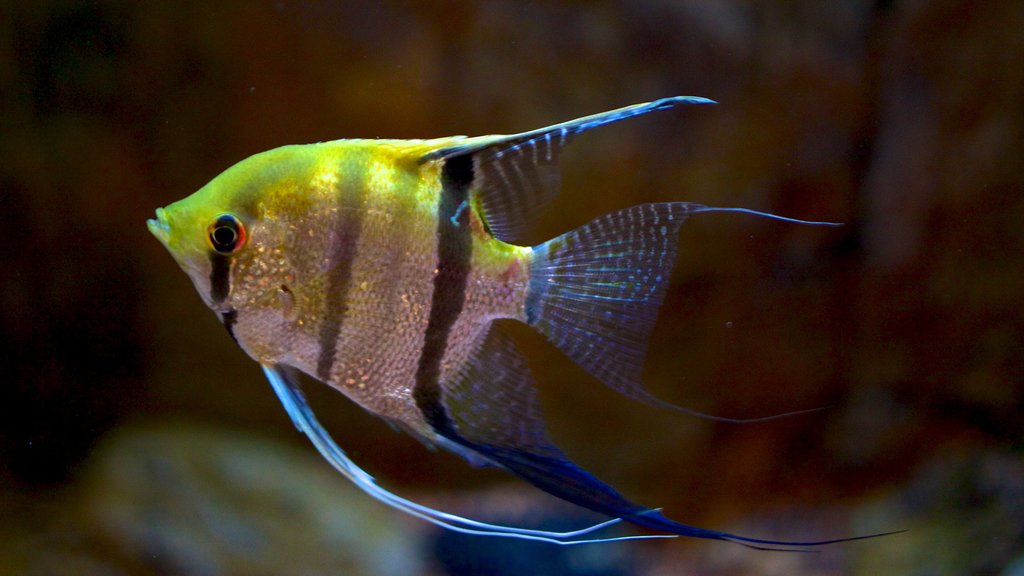 Living Planet Aquarium inclusief zeedieren