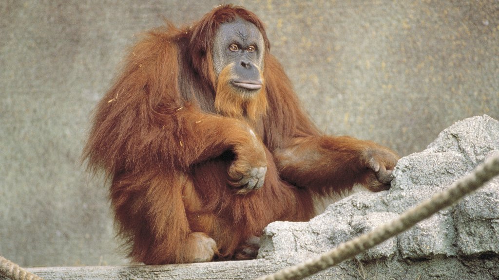 Adelaide Zoo ofreciendo animales domésticos y animales de zoológico