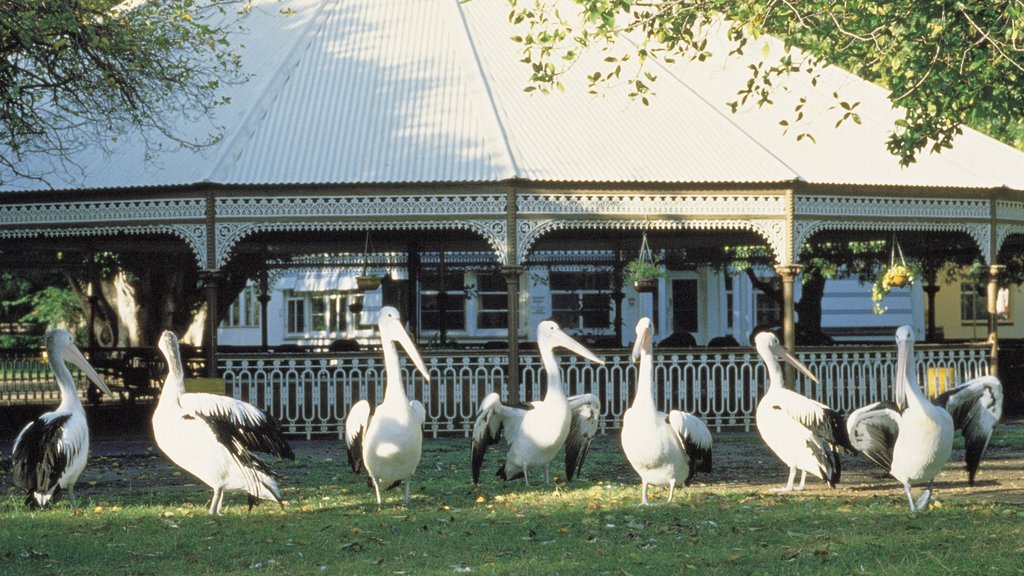 Adelaide Zoo mostrando animales de zoológico y aves