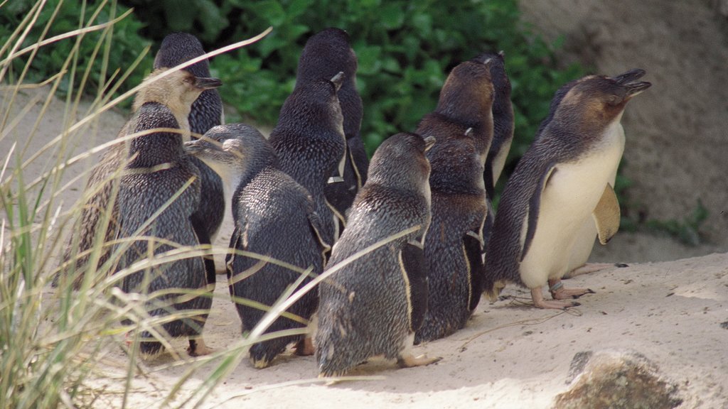 Zoológico de Adelaide mostrando animais de zoológico e animais