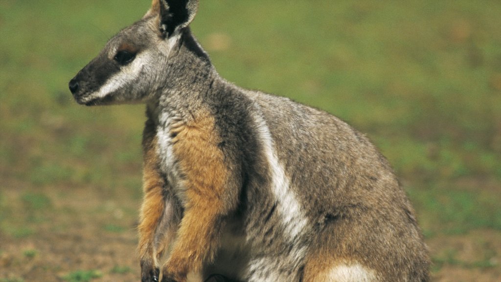 Adelaide Zoo mostrando animales tiernos y animales del zoológico