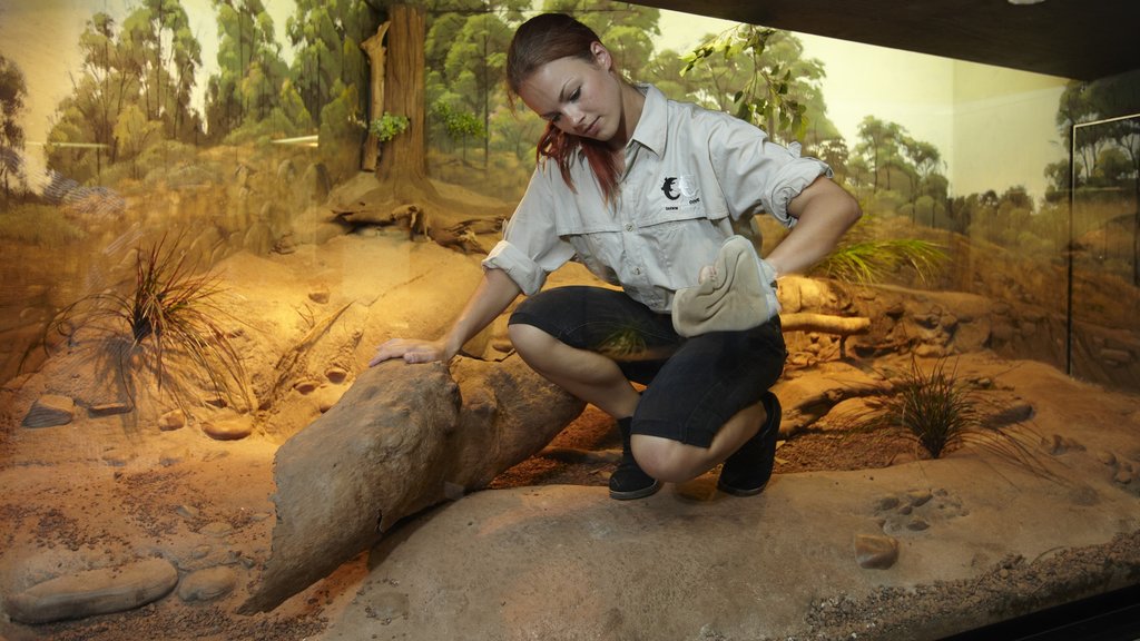 Crocosaurus Cove ofreciendo vista interna y animales de zoológico y también una mujer