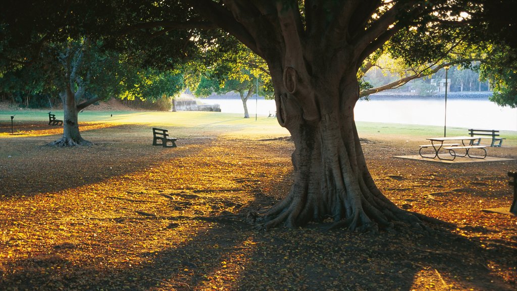 New Farm Park showing a park