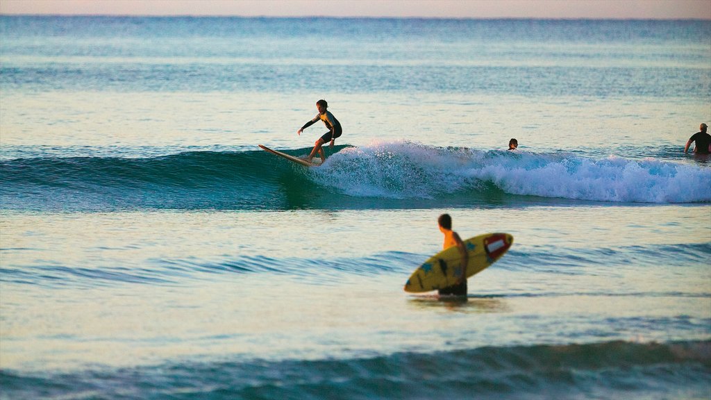 Noosa Heads som viser surfing og bølger