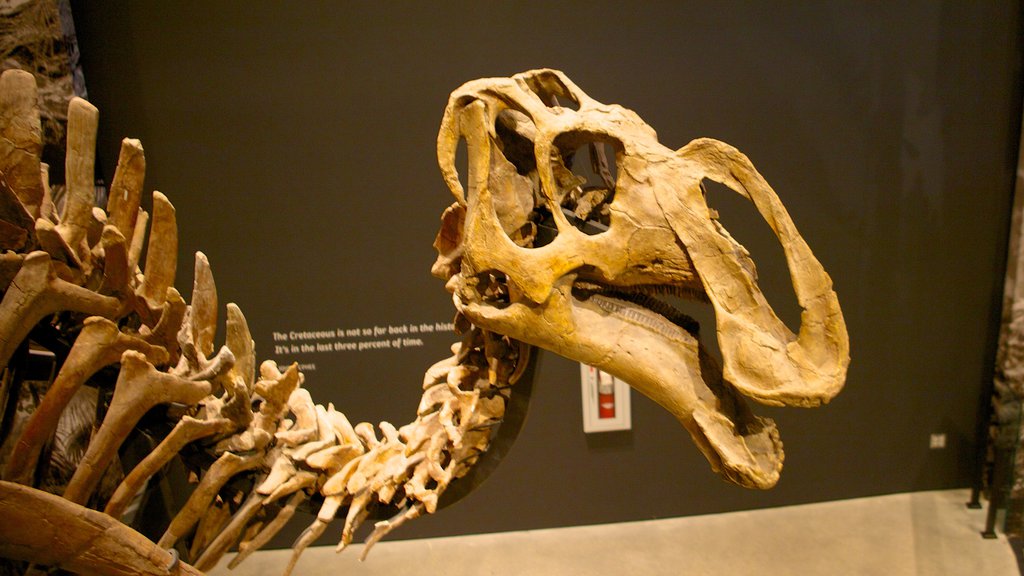 Utah Museum of Natural History showing interior views