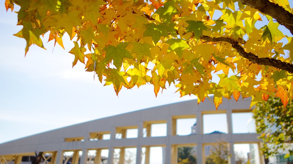 Salt Lake Public Library Main Building mettant en vedette feuilles d\'automne et architecture moderne