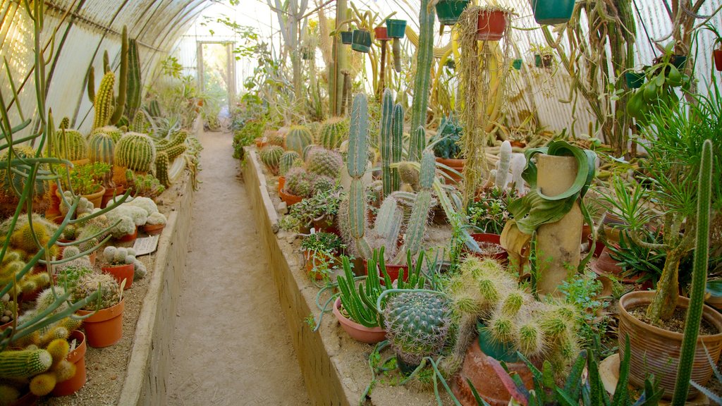 Moorten Botanical Garden and Cactarium bevat bloemen, interieur en een park