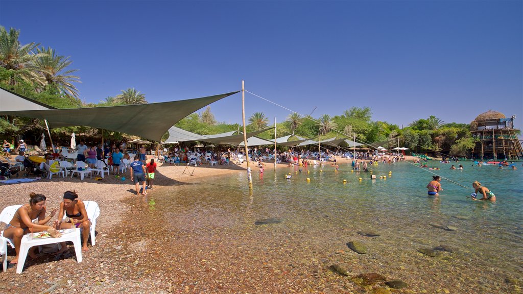 Dolphin Reef showing general coastal views, swimming and a pebble beach