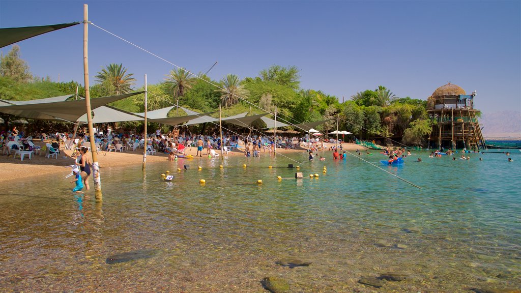 Arrecife de delfines que incluye natación, una playa de arena y vista general a la costa