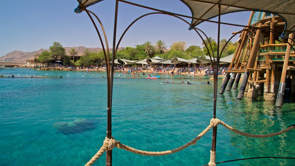 Dolphin Reef showing general coastal views as well as a large group of people