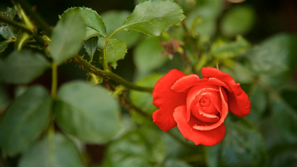 Stanley Park que inclui flores silvestres