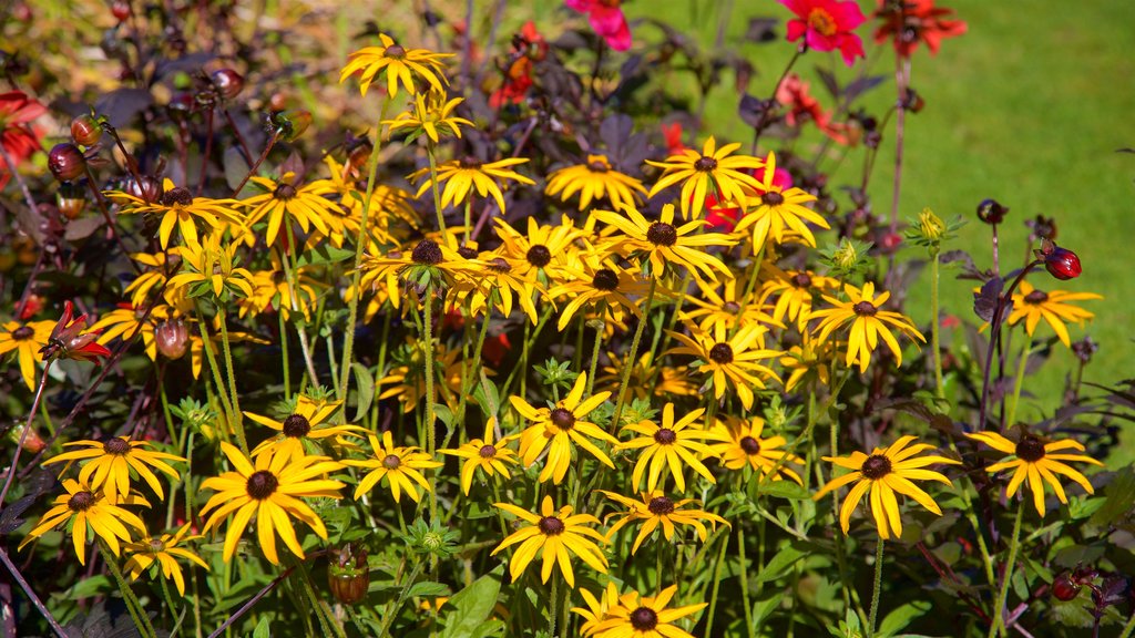 Stanley Park ofreciendo flores silvestres