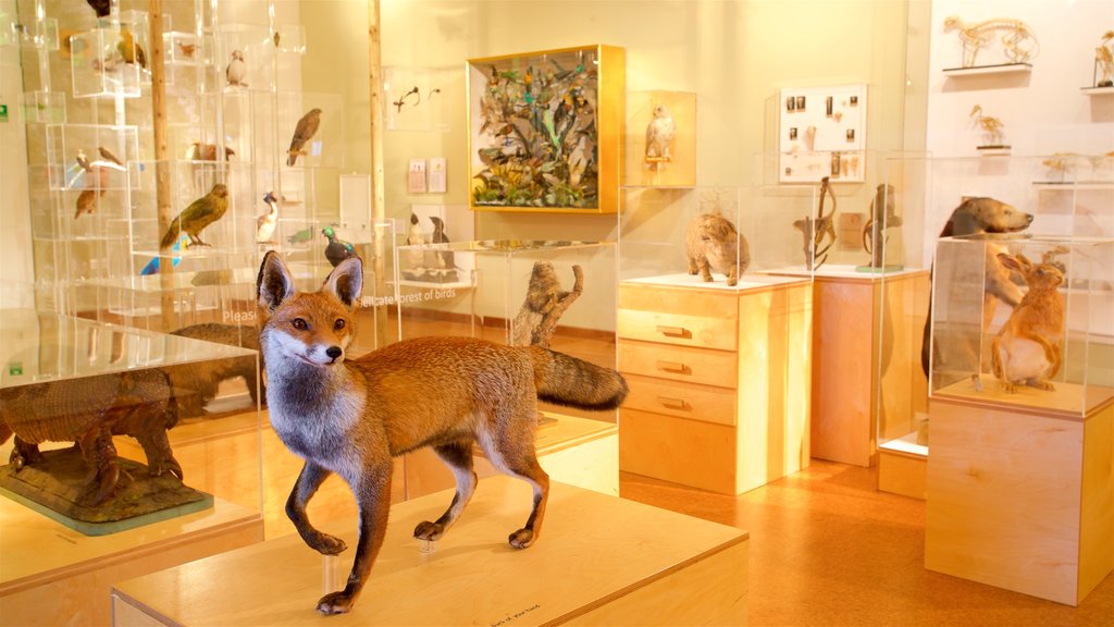 Derby Museum and Art Gallery showing interior views