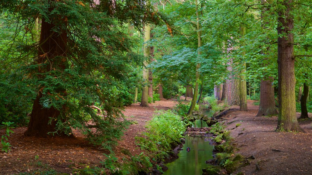 Elvaston Castle showing a park and forest scenes