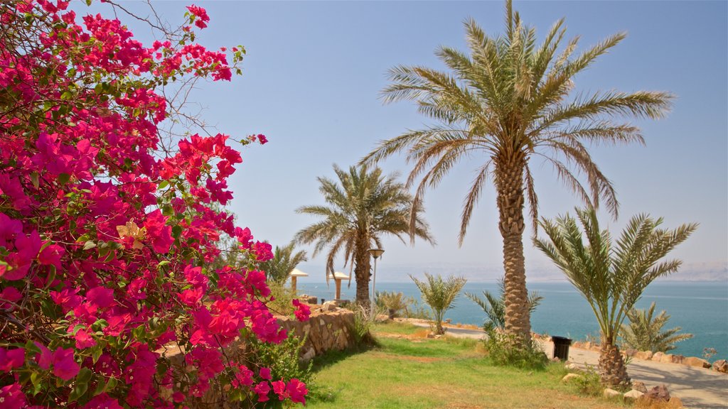 Sweimeh ofreciendo vistas generales de la costa, un parque y flores silvestres