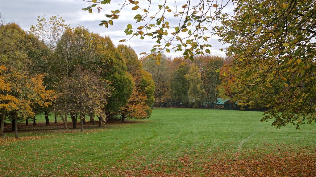 Telford Town Park caracterizando folhas de outono e um parque