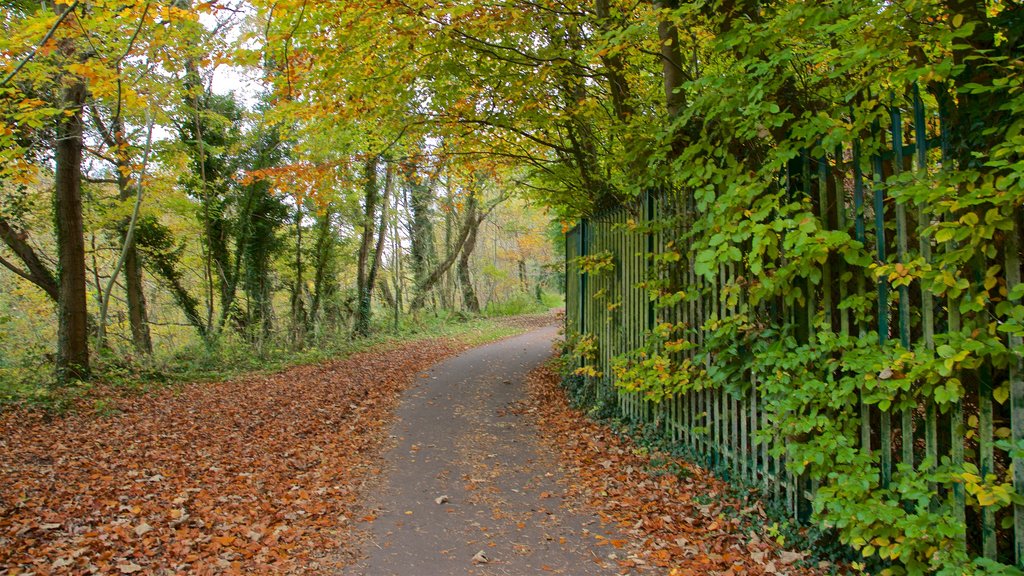 Parque recreativo de Telford mostrando los colores del otoño y un parque