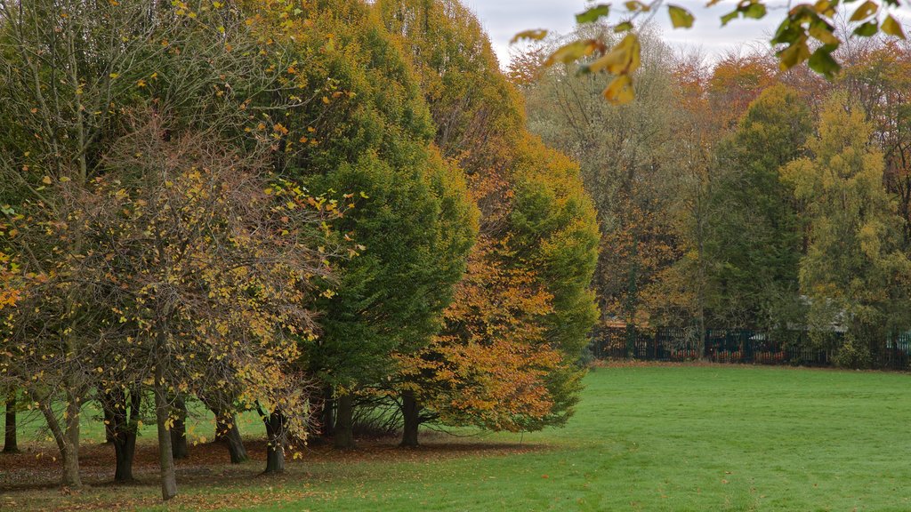 Telford Town Park which includes a park and autumn leaves