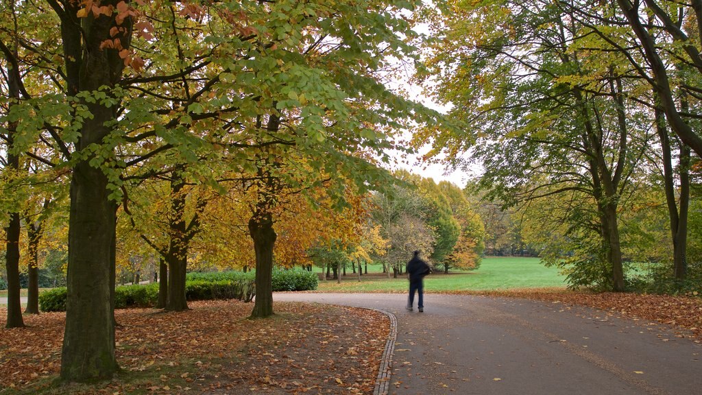 Telford Town Park che include colori d\'autunno e parco