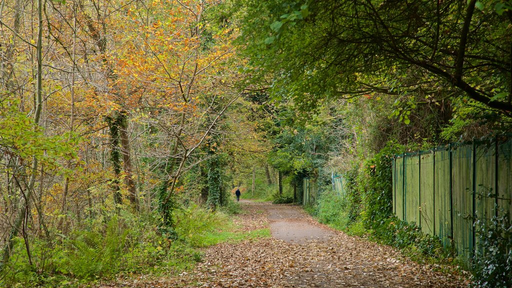 Telford Town Park featuring autumn colours and a park