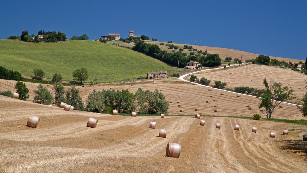 Fermo showing landscape views and farmland