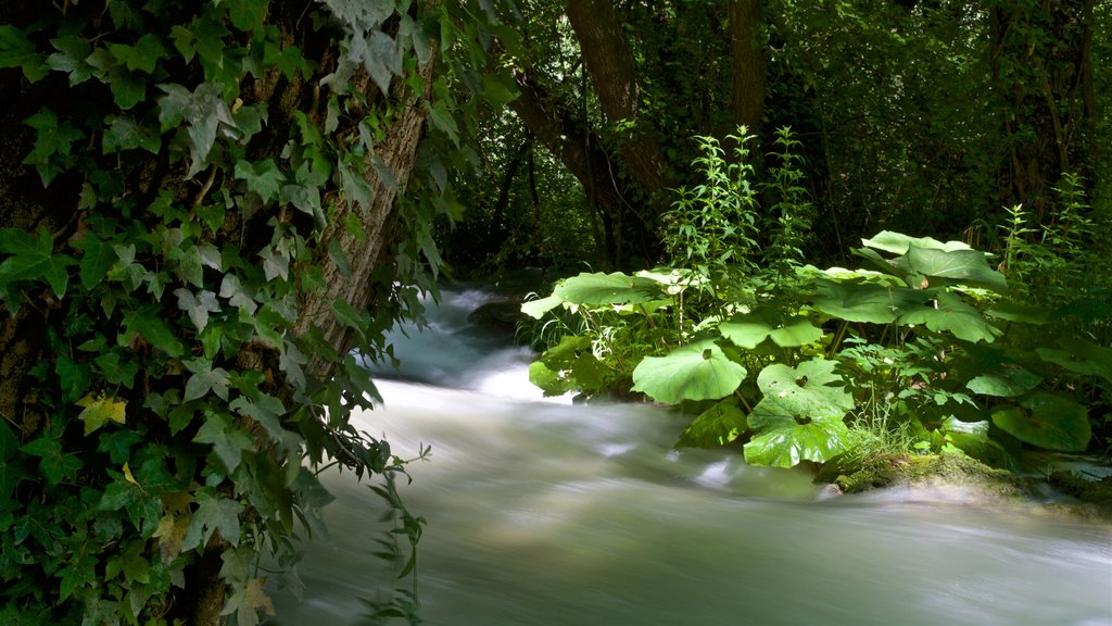 Cascata delle Marmore which includes forests and a cascade