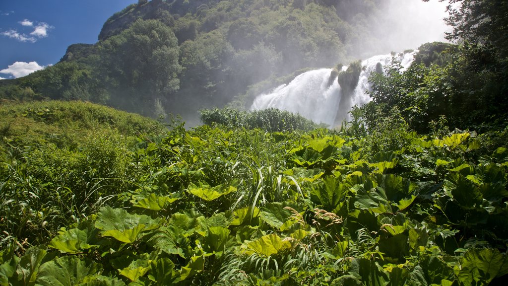 Cascata delle Marmore que incluye una catarata y escenas forestales