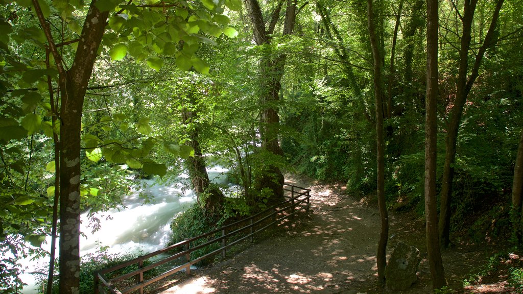 Cascata delle Marmore which includes a river or creek, forest scenes and rapids