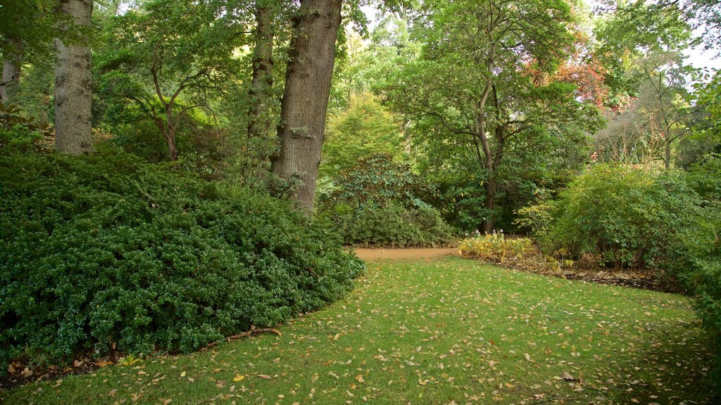 Savill Garden featuring a garden