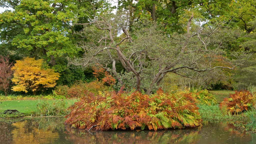 Jardines Savill ofreciendo un jardín, hojas de otoño y un estanque