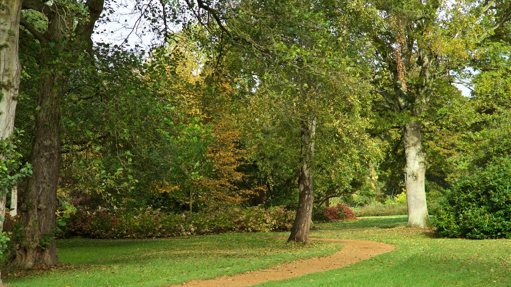 Savill Garden montrant un parc