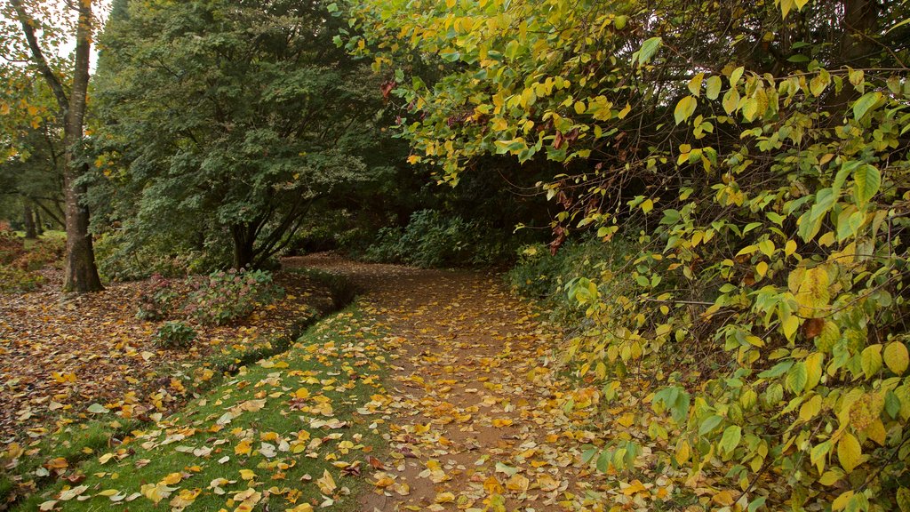 Savill Garden mostrando folhas de outono e um parque