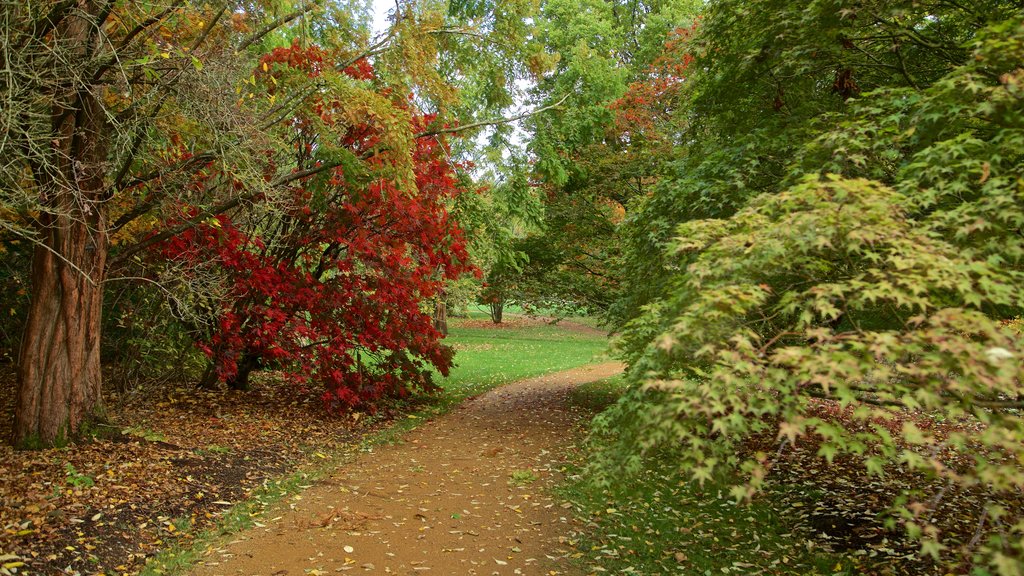 Savill Garden featuring autumn colours and a park