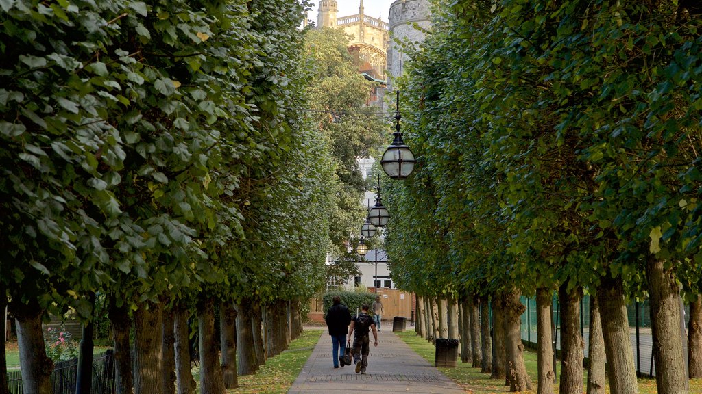 Windsor mostrando jardín