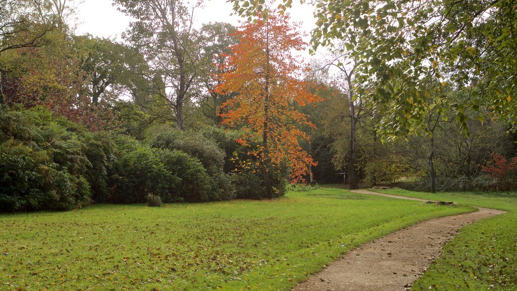 Savill Garden mostrando um parque e cores do outono