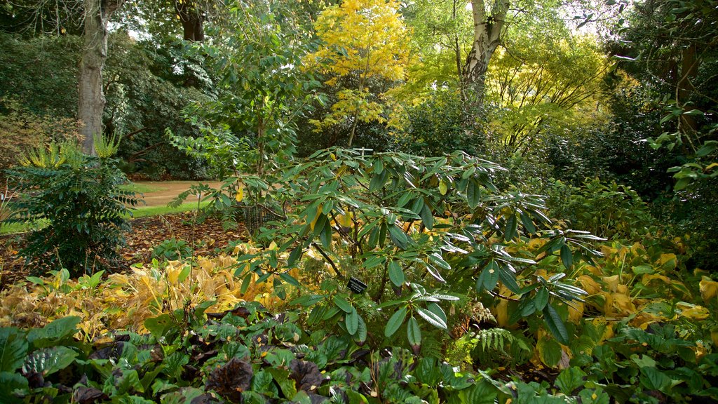 Savill Garden featuring a park