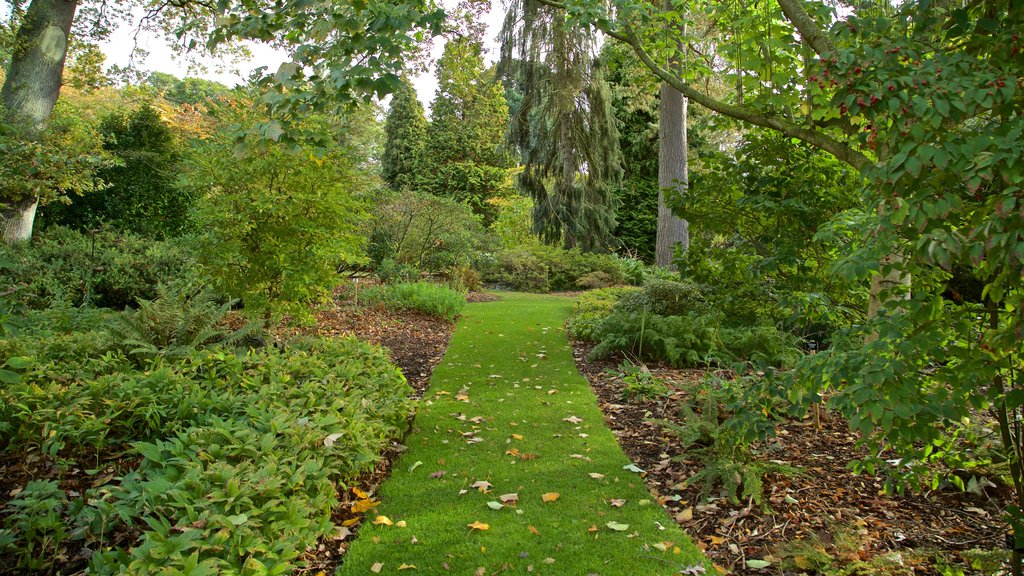 Savill Garden which includes a garden