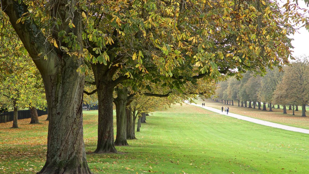 Windsor que incluye un parque y colores de otoño