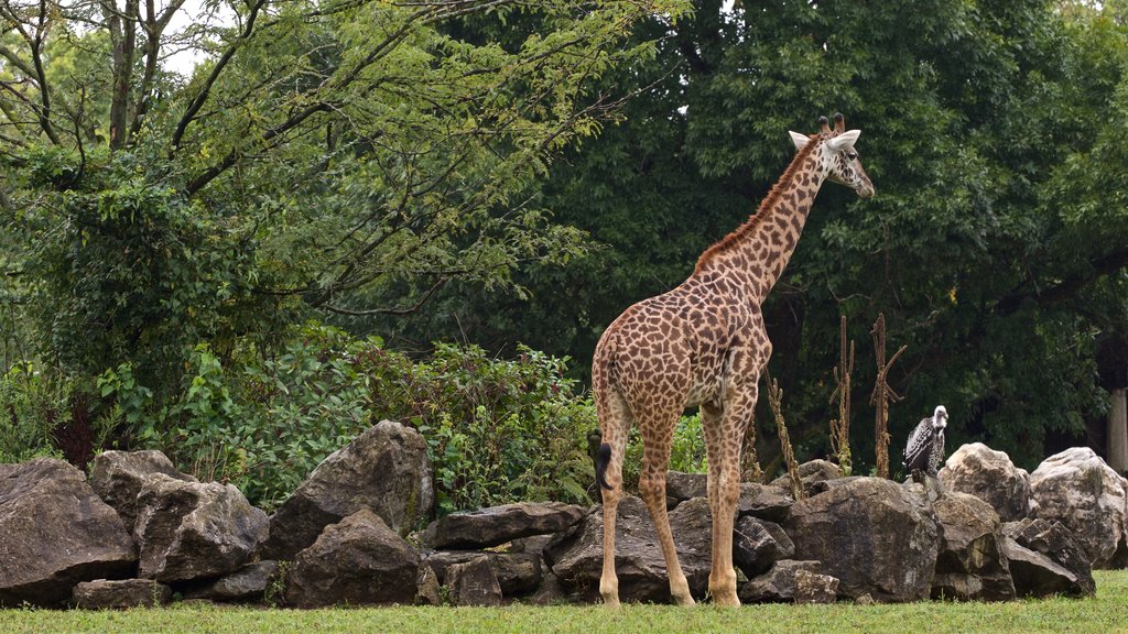 Louisville Zoo which includes land animals and zoo animals