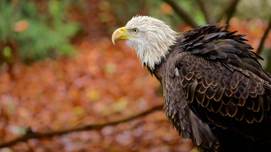 Louisville Zoo mostrando vida das aves e animais de zoológico