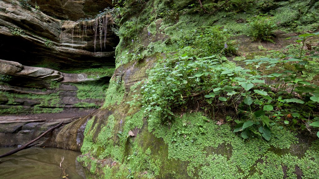 Starved Rock State Park featuring a waterfall